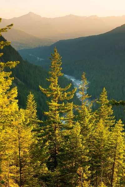 Paradise River Mount Rainier National Park Estado Washington Eua — Fotografia de Stock