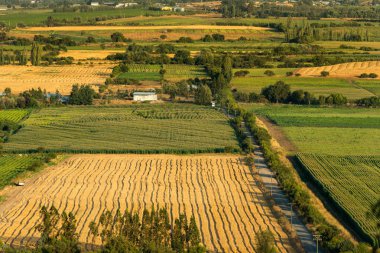 Güney Şili'deki Region del Maule'de ekin tarlaları ve çiftlikleri