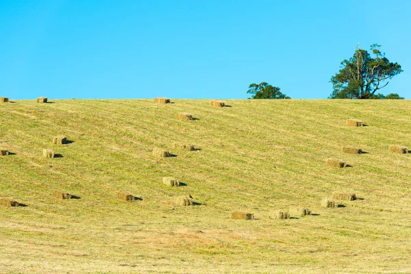 Fardos Feno Campo Região Los Lagos Chile — Fotografia de Stock