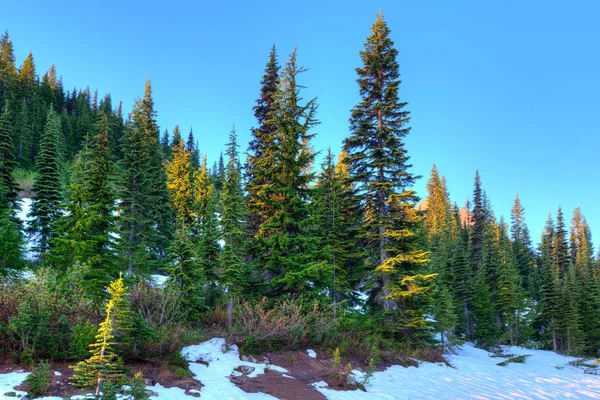 マウント レーニエ国立公園は アメリカ合衆国ワシントン州の森林 — ストック写真