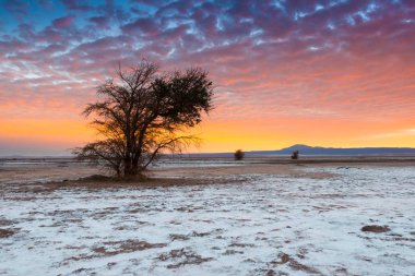 Atacama Tuz Gölü (Salar de Atacama) bir Tamarugo ile, bölgeden bir yerli ağaç, Atacama Çölü, Şili