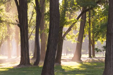 Padre Hurtado Park'ta ağaçlar arasında güneş ışığı eskiden La reina ilçesinde Parque Intercomunal de la Reina olarak bilinen, Santiago de Chile