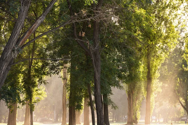 Luz Solar Entre Árvores Parque Padre Hurtado Anteriormente Conhecido Como — Fotografia de Stock