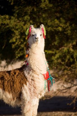 Alpaca in a oasis in the Atacama desert, Tambillo, Los Flamencos National Reserve, Atacama desert, Chile, South America clipart