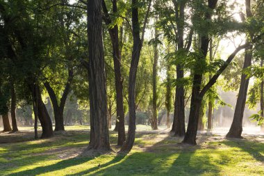 Padre Hurtado Park'ta ağaçlar arasında güneş ışığı eskiden La reina ilçesinde Parque Intercomunal de la Reina olarak bilinen, Santiago de Chile