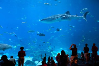 Atlanta, Georgia, Amerika Birleşik Devletleri - 05 Temmuz 2012: Turist Georgia Aquarium büyük tank gösterisi zevk.