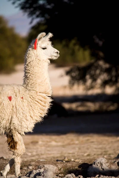 Atacama Çölündeki Bir Vahada Alpaca Tambillo Los Flamencos Ulusal Rezervi — Stok fotoğraf