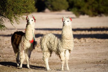 Atacama çölündeki bir vahada alpakalar, Tambillo, Los Flamencos Ulusal Rezervi, Atacama Çölü, Şili, Güney Amerika