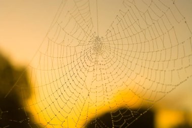 Şafakta su damlalarıyla örümcek ağı