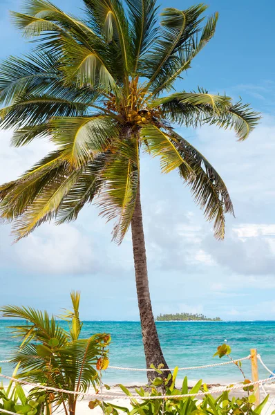 Palma Sulla Spiaggia Principale San Andres Island Johnny Cay Nella — Foto Stock