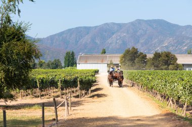 Santa Cruz, O 'Higgins Bölgesi, Şili - Colchagua Vadisi' ndeki Santa Cruz bağında at arabasında geleneksel bir gezinti, şarap rotasında şarap etrafında gelişen bir turistik eğlence merkezi..