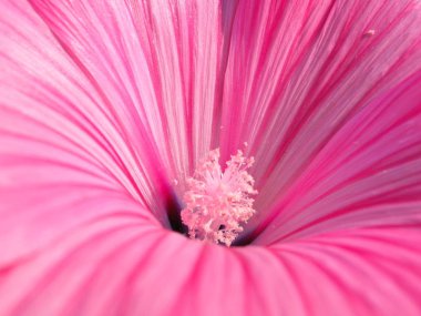 Pembe çiçek yakın plan.