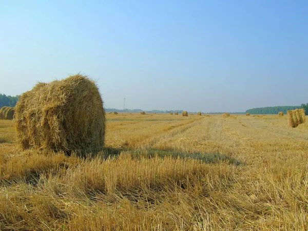 Stapel Gelbes Heufeld Herbst Mit Blauem Himmel Frühen Morgen — Stockfoto