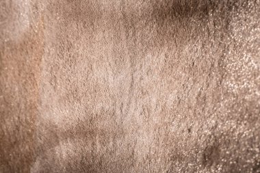 Kahverengi yün yumuşak doku arka planını kapatın. Koyun, inek veya buzağı doğal kabarık kürk. Sıcaklık ve konfor.