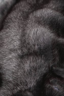 Doku veya arka plan için doğal kürk. Lüks ve zarif kabarık giysiler.