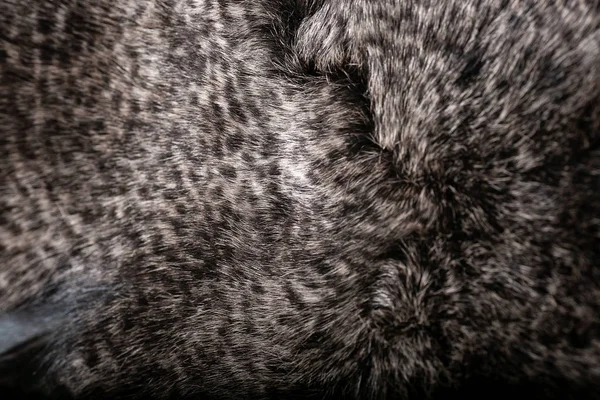 Doku veya arka plan için doğal kürk. Lüks ve zarif kabarık giysiler.