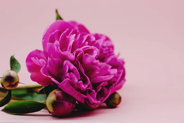 Close Van Een Roze Pioen Geïsoleerd Roze Achtergrond — Stockfoto