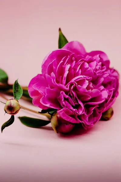 Gros Plan Une Pivoine Rose Isolée Sur Fond Rose — Photo