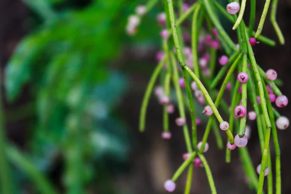 Rhipsalis Cactus Muérdago Género Abundantes Cactus Epífitos Los Árboles Las —  Fotos de Stock