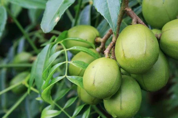 June Plum, hiçbir Brezilya 