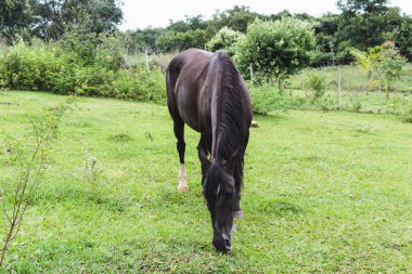 Kahverengi at yeşil ağaçlar karşı açık.