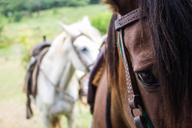 Alanı için mühürlü ata binmek.