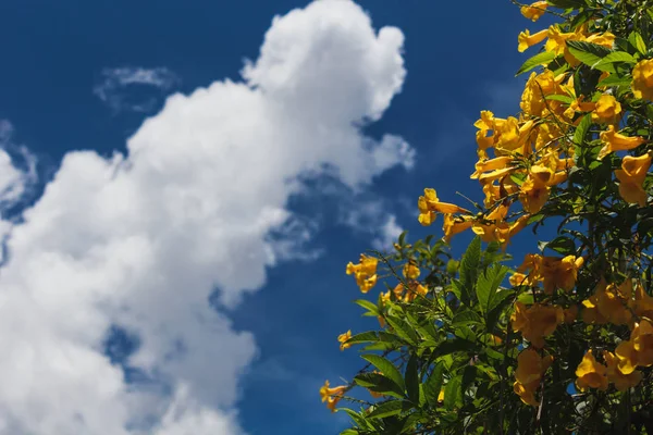 Tecoma stans. Gelbe Blume blüht zu jeder Jahreszeit in Brasilien. — Stockfoto