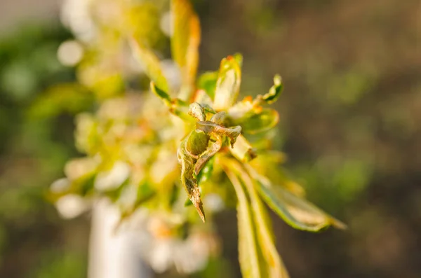 Blooming white flowers on tree branch — Stock Photo, Image