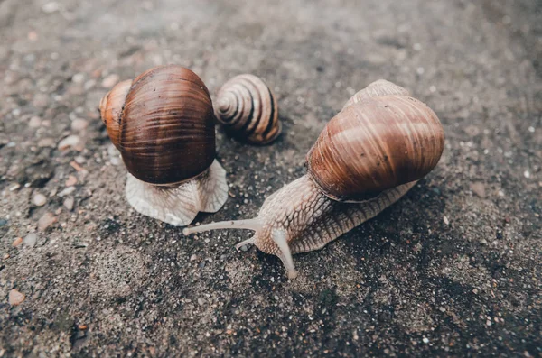 Caracol en el suelo — Foto de Stock