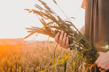 yeşil buğday çayırkız