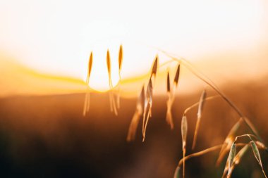 buğday yakın çekim