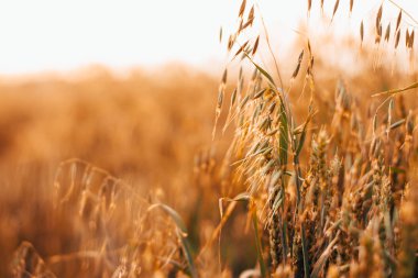 buğday yakın çekim