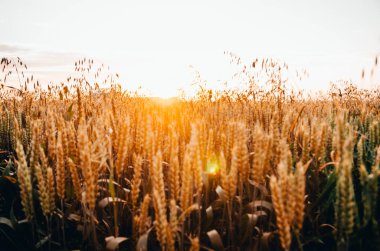 sarı buğday çayırı