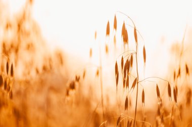 sarı buğday çayırı