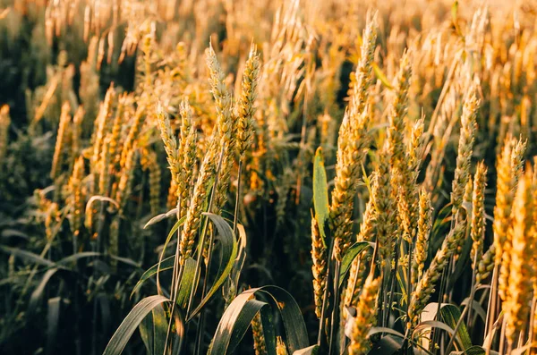 Фон пшеничного луга — стоковое фото