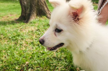 samoyed köpek yakın