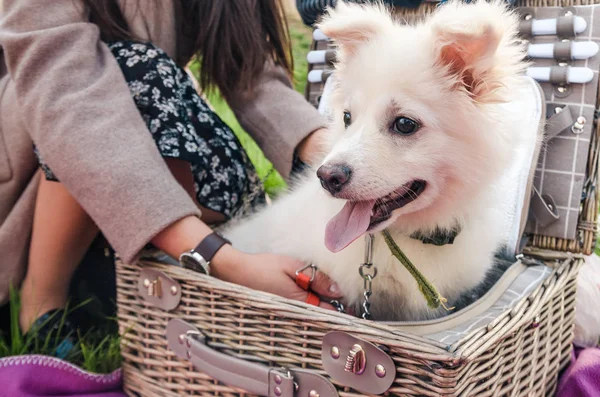 dog in the picnic basket