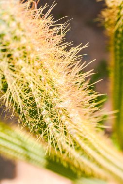 kaktüs yakın çekim