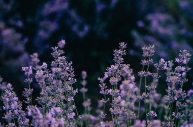 Tarlada lavanta çiçekleri