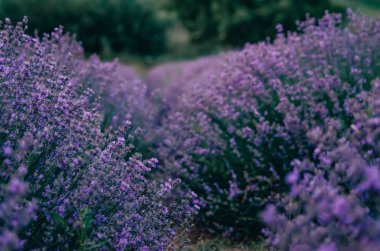 alanında lavanta hattı