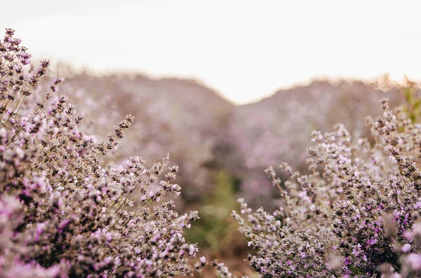 Linea in campo lavanda — Foto Stock