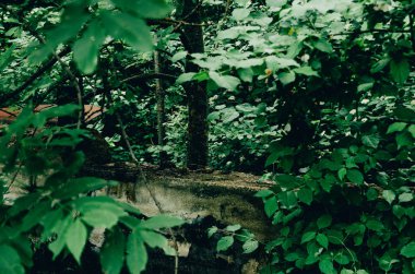 yağmurlu yeşil orman