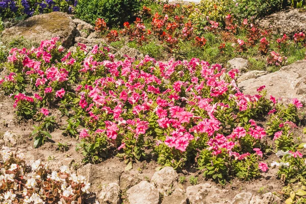 Rosa Blumen vor Hintergrund — Stockfoto