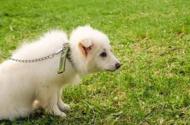 tasmalı mutsuz köpek