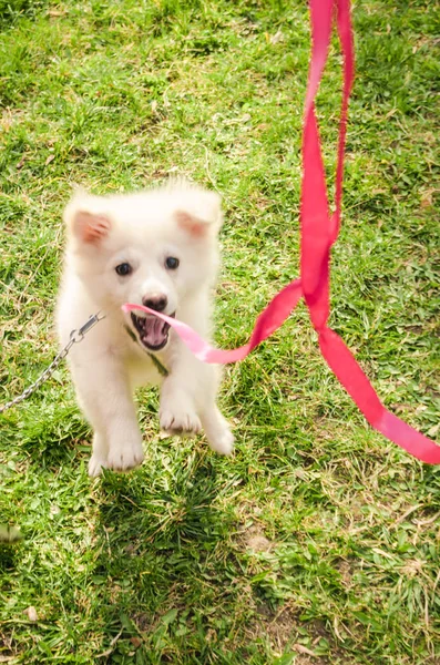 jumping dog on leash