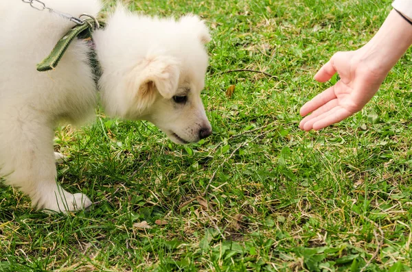 Une main et un visage de chien — Photo