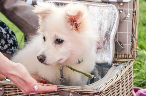 dog in the picnic basket