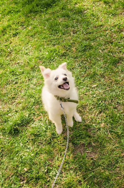 jumping dog on leash