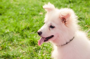 samoyed köpek yakın