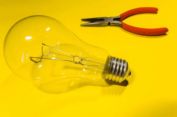 ampul terarrium bitki